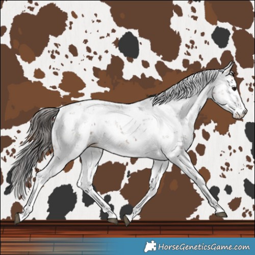 Horse Color:Bay Sabino 