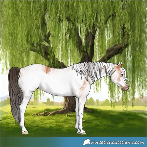 Horse Color:White Spotted Bay Frame and White Spotted Bay Frame