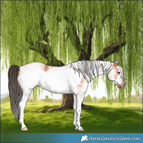 Horse Color:White Spotted Bay Frame  and White Spotted Bay Frame 