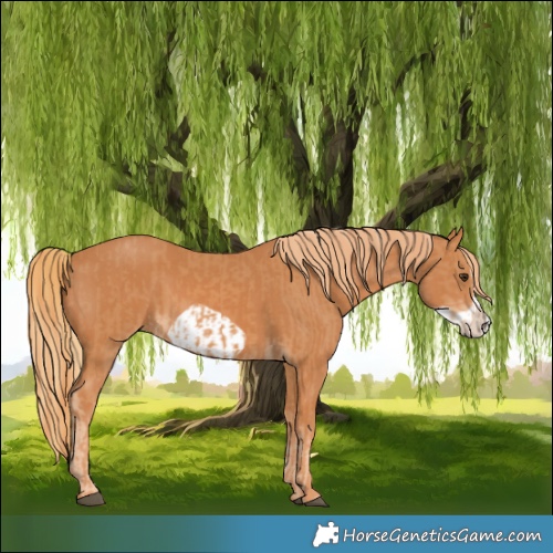 Horse Color:Chestnut Frame  and Chestnut Frame 