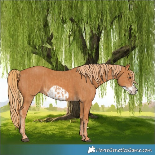Horse Color:Chestnut Frame  and Chestnut Frame 