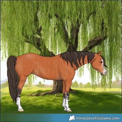Horse Color:Bay  and Bay 
