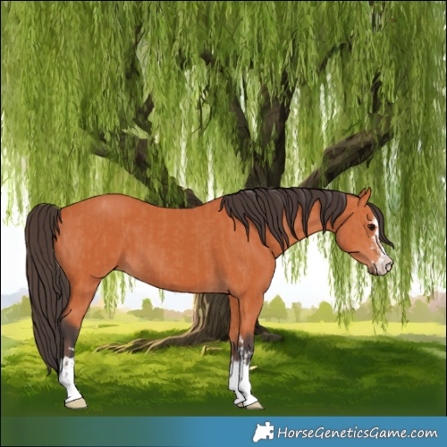 Horse Color:Bay and Bay