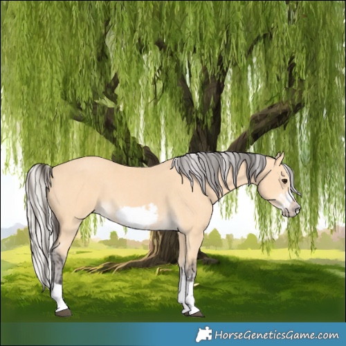 Horse Color:Buckskin Frame  and Silver Buckskin Frame 