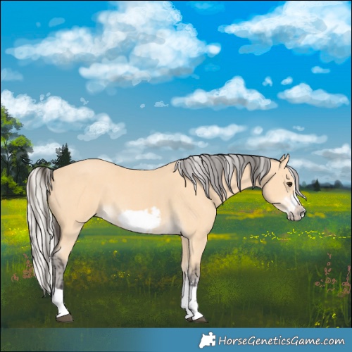 Horse Color:Buckskin Frame  and Silver Buckskin Frame 