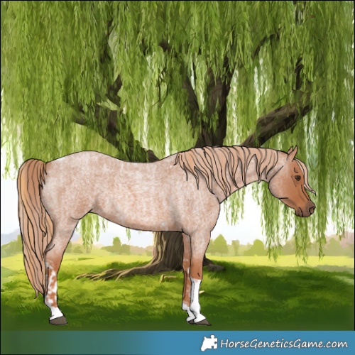 Horse Color:Red Roan Tobiano  and Red Roan Tobiano 