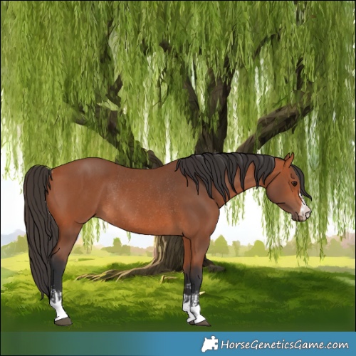 Horse Color:Bay  and Bay Rabicano 