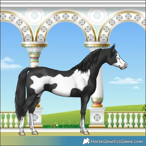 Horse Color:Black Frame