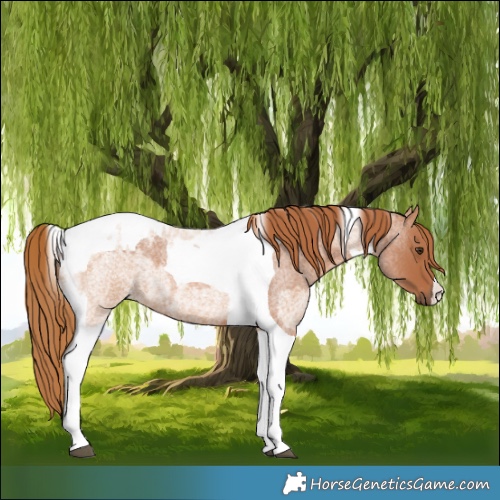 Horse Color:Red Roan Tobiano  and Red Roan Tobiano 