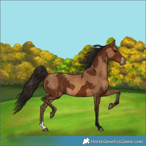 Horse Color:Gray Bay  and Gray Amber Champagne 