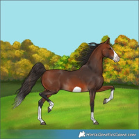 Horse Color:Bay Splash Frame Rabicano