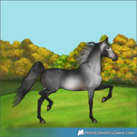 Horse Color:Gray Brown