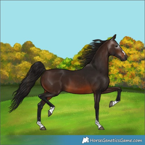 Horse Color:Gray Bay 