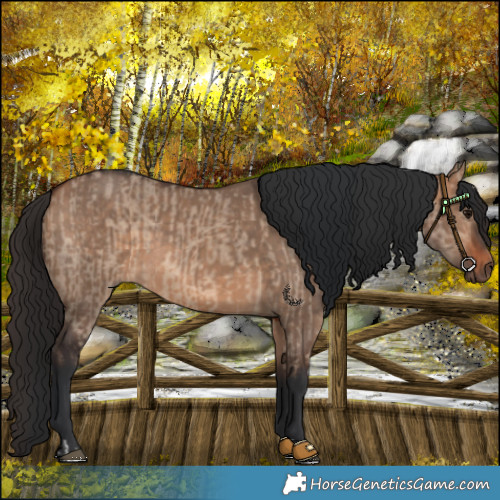 Horse Color:Bay Dun and Bay Dun