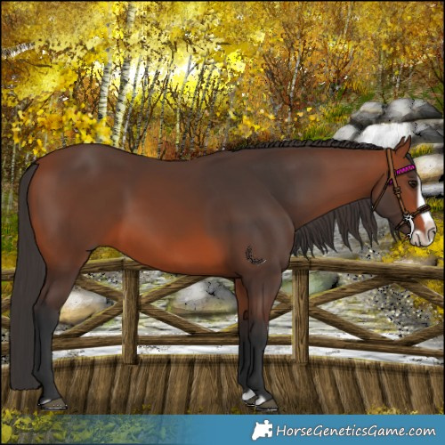 Horse Color:Bay Splash Frame Rabicano