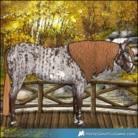 Horse Color:Gray Chestnut Splash Frame  and Gray Red Roan Splash Frame 