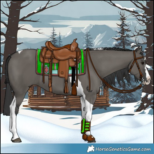 Horse Color:Grullo Splash Tobiano