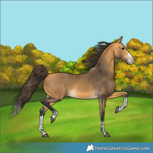 Horse Color:Buckskin  and Buckskin Splash 