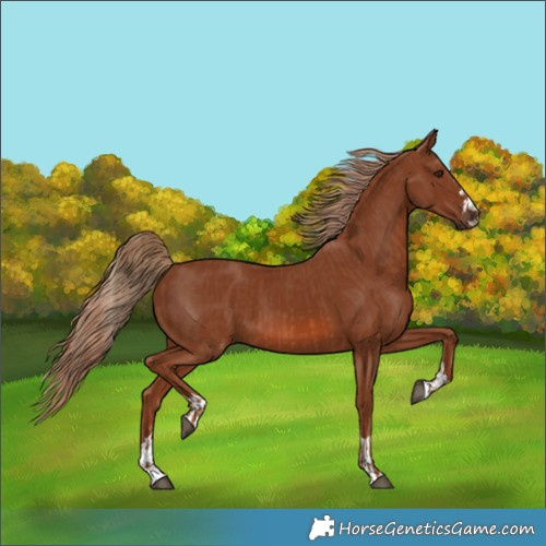 Horse Color:Chestnut  and Chestnut 