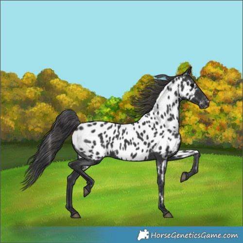 Horse Color:Black Appaloosa 