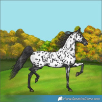 Horse Color:Black Near Leopard 