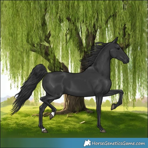 Horse Color:Black 