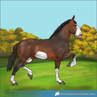 Horse Color:Bay Splash Frame Rabicano