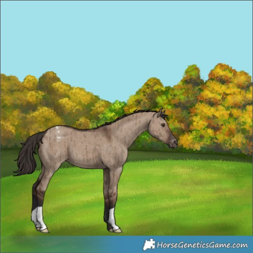 Horse Color:Liver Red Dun Appaloosa Brindle 