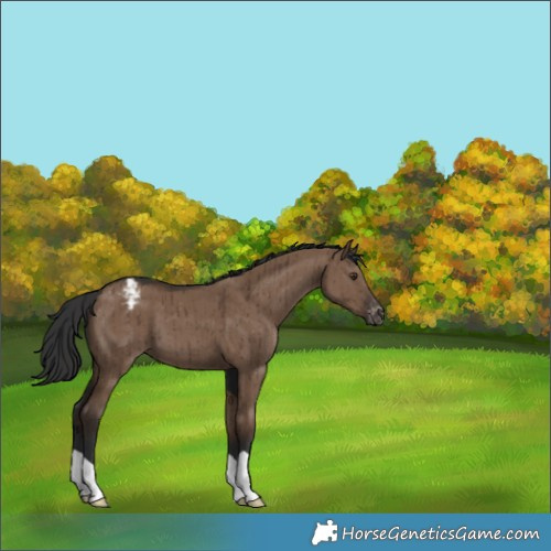 Horse Color:Liver Red Dun Appaloosa Brindle 