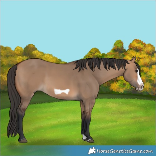 Horse Color:Bay Dun Splash Frame Rabicano