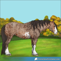 Horse Color:Bay and Amber Champagne