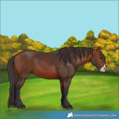Horse Color:Bay Splash Frame Rabicano 