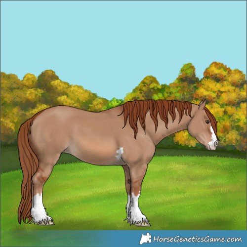 Horse Color:Red Dun