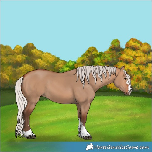 Horse Color:Silver Bay Dun 
