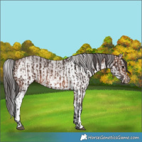 Horse Color:Brown  and White Spotted Brown 