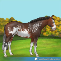 Horse Color:Bay Splash Frame Rabicano and Bay Splash Frame Rabicano