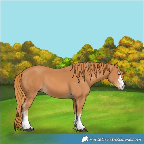 Horse Color:Chestnut 