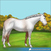 Horse Color:Gray Gold Champagne Tobiano 