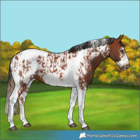 Horse Color:Chestnut Tobiano Frame  and Bay Tobiano Frame 