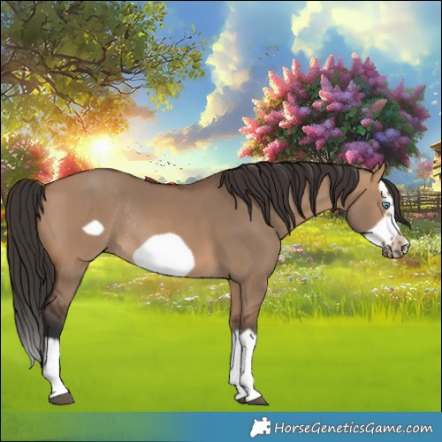 Horse Color:Bay Dun Splash Frame Rabicano 