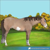 Horse Color:Amber Champagne Splash Frame Rabicano 