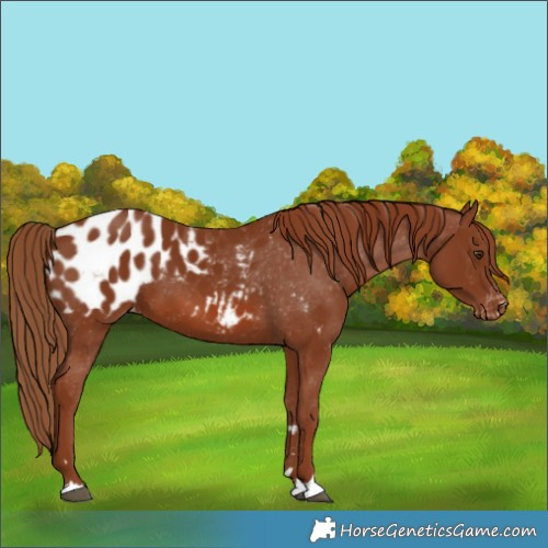 Horse Color:Chestnut Blanket 