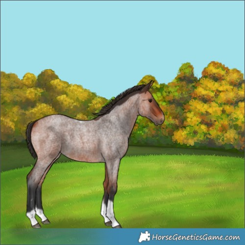 Horse Color:Bay Roan Tobiano Frame