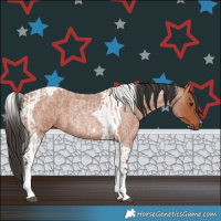 Horse Color:Bay Roan Tobiano  and Bay Roan Tobiano Rabicano 