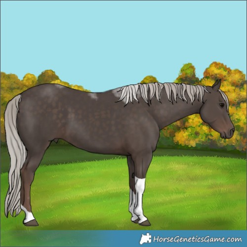 Horse Color:Liver Chestnut Tobiano 