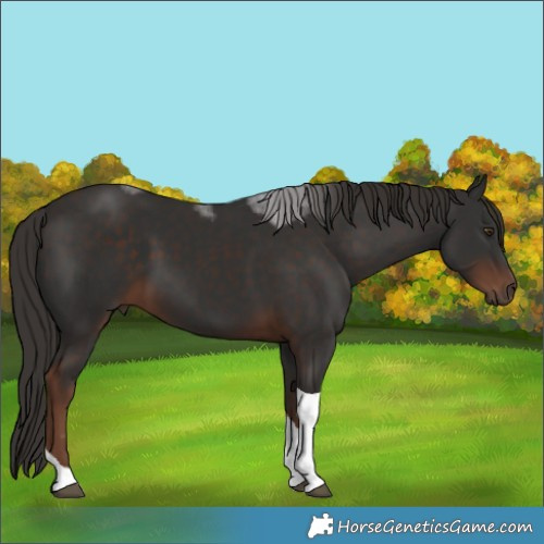 Horse Color:Liver Chestnut Tobiano 