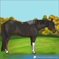 Horse Color:Liver Chestnut Tobiano