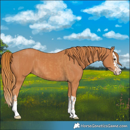 Horse Color:Chestnut  and Chestnut Splash 