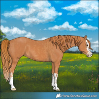 Horse Color:Chestnut  and Chestnut Splash 