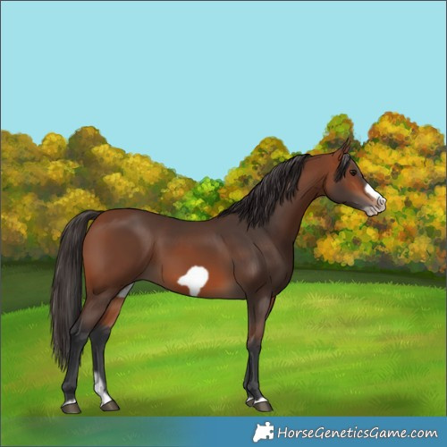 Horse Color:Bay Splash Frame Rabicano 
